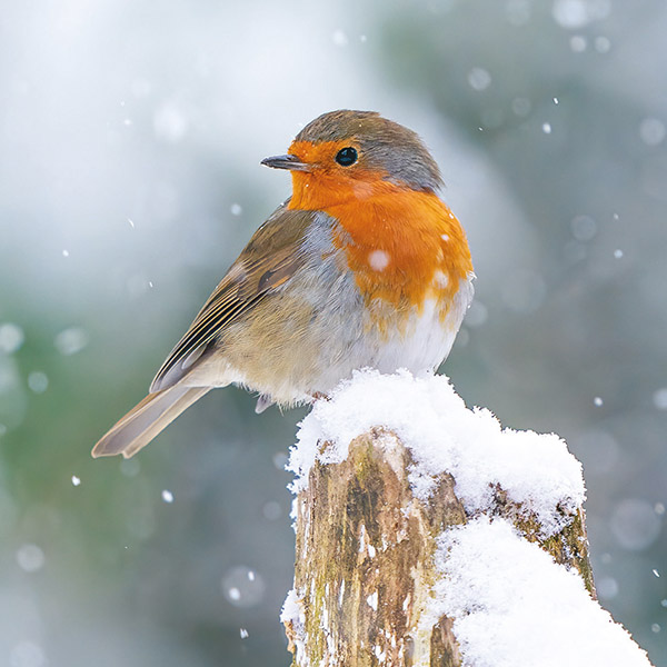 Robin in the Snow - Christmas Cards